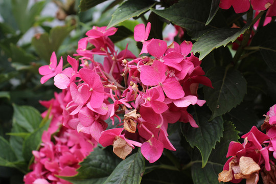 绣球花