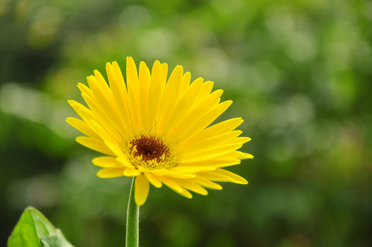 非洲菊花