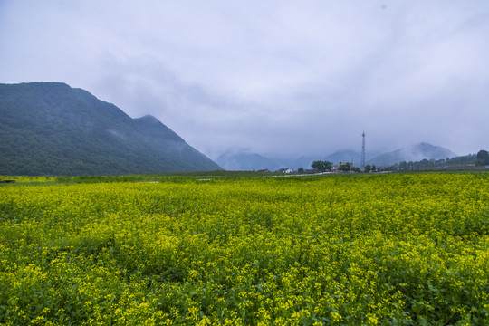 丹东油菜花田摄影基地