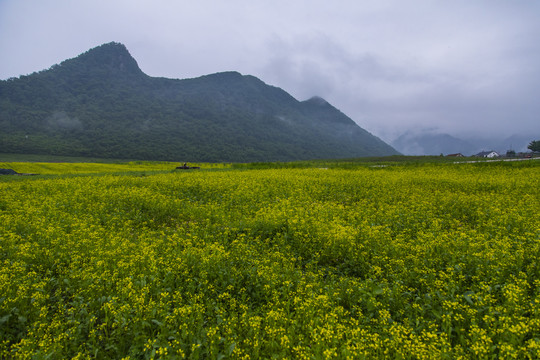 丹东油菜花田摄影基地