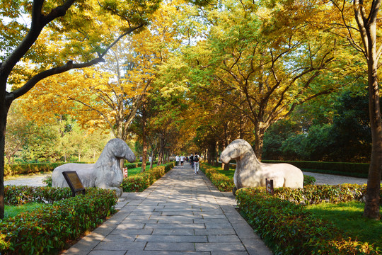 明孝陵石像路秋景