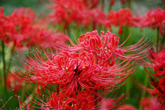 花开如火