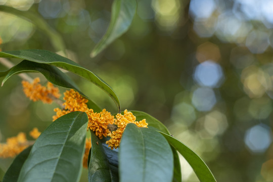 金桂花