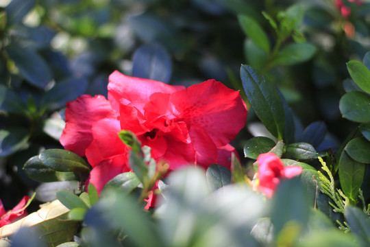杜鹃花