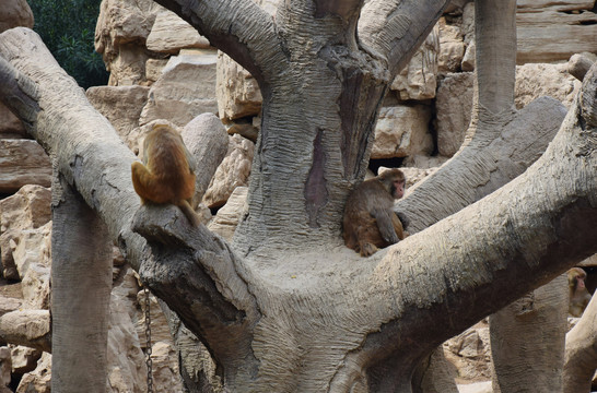 大树上的猴子