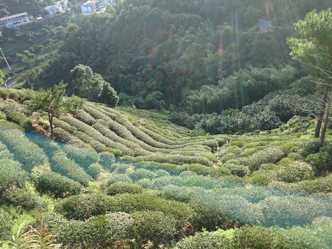 山上茶园风景