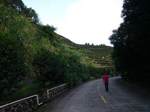 山上茶园风景
