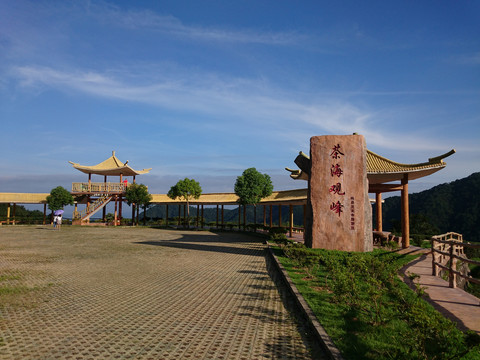 山上茶园风景