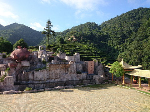 山上茶园风景