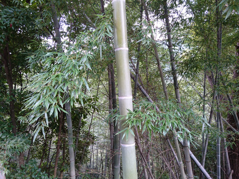 竹子