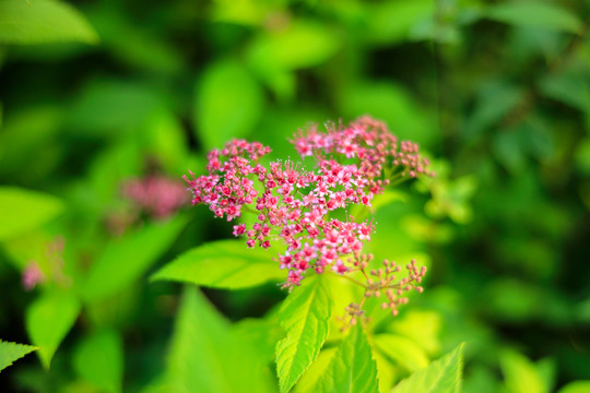 一簇簇的小花绣线菊