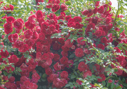 红色的蔷薇花