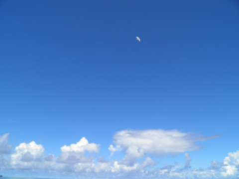 海鸥