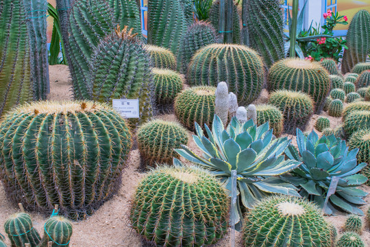温室沙漠植物园