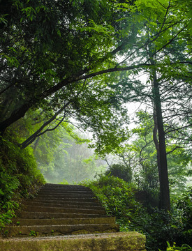 森林台阶