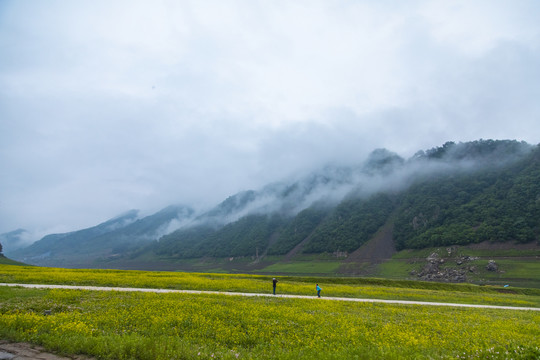 丹东油菜花田摄影基地