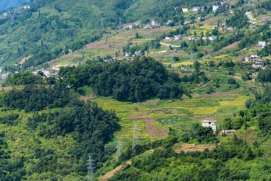 山村稻田