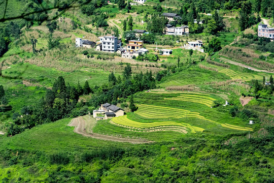 山村稻田