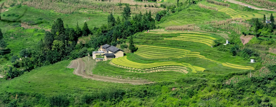 山村稻田