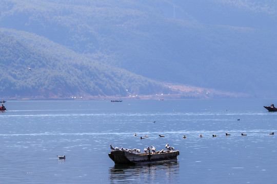 湖面孤舟上的海鸥