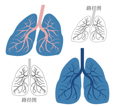 肺矢量图形