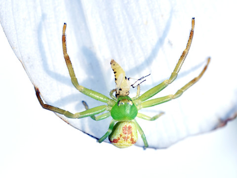 蜘蛛捕食