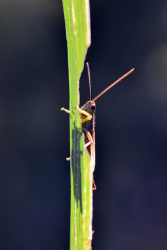 蚂蚱吃草
