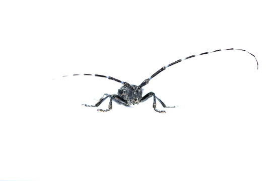 甲虫
