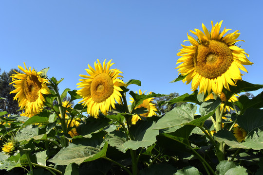 太阳花挂画