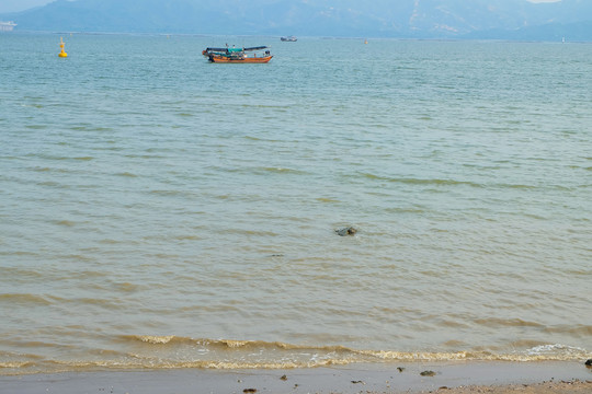 深圳湾