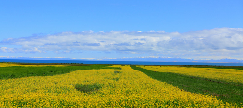 青海油菜花