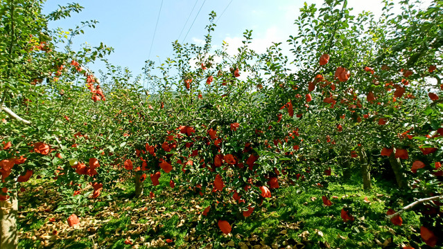 苹果