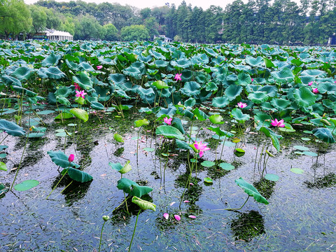 荷花