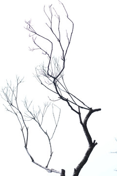 枯萎的树枝