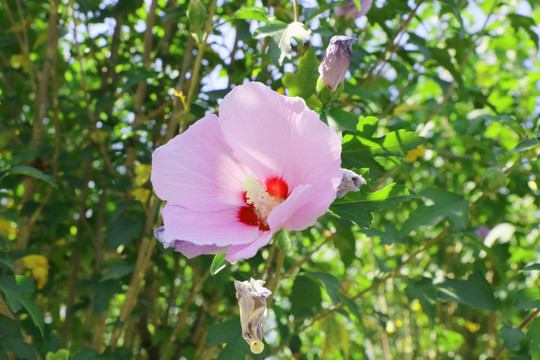 木槿花