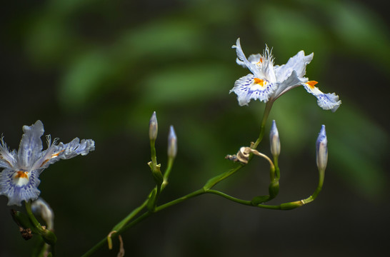 鸢尾花