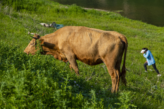 农场自然放牛养牛