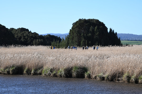 墨尔本天鹅湾湿地公园