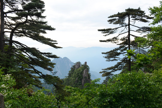 黄山松