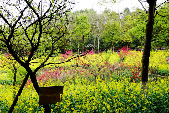 四川美术学院
