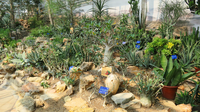 沙漠植物温室