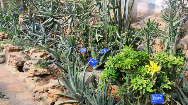 多肉植物温室