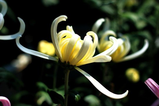 大观楼菊花