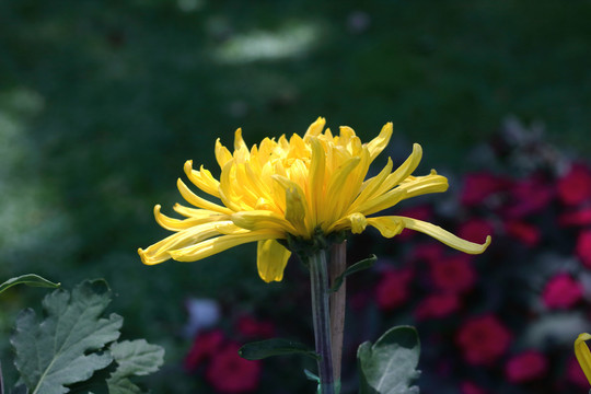 大观楼菊花