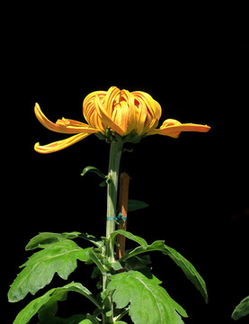 大观楼菊花