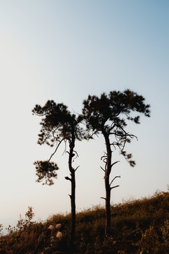 松树