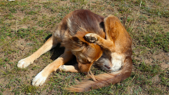 黄狗