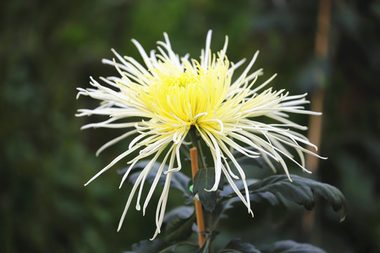 极品细丝菊花