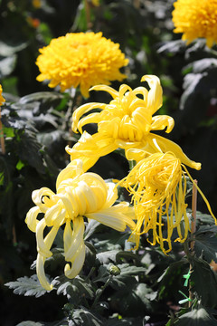 高贵黄色细丝菊花