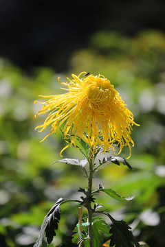 花中四君子菊花